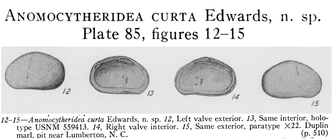 Anomocytheridea curta Edwards, 1944 from the original description