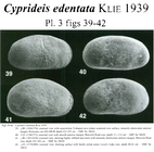 Cyprideis edentata Klie, 1939 from the original description