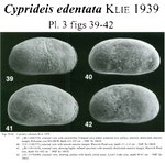 Cyprideis edentata Klie, 1939 from the original description