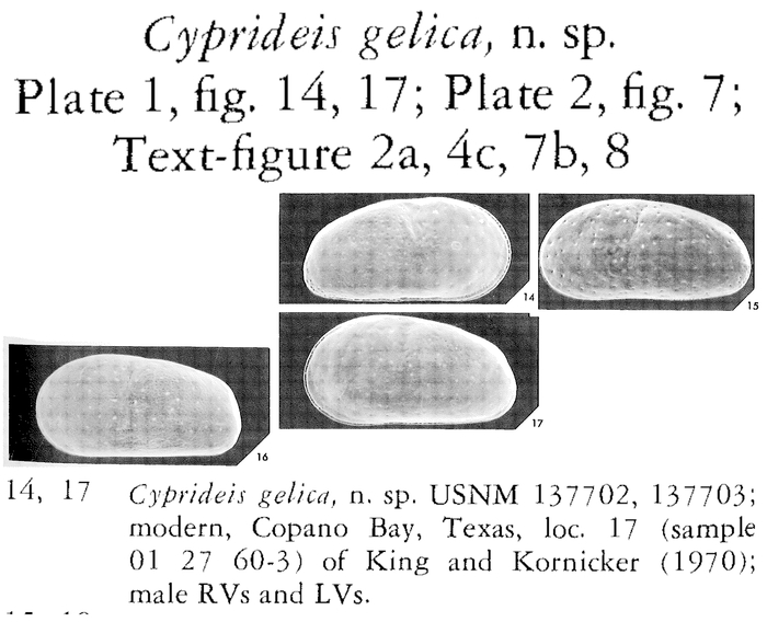 Cyprideis gelica Sandberg &amp; Plusquellec, 1974 from the original description