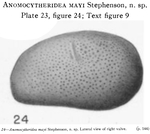 Anomocytheridea mayi Stephenson, 1938 from the original description
