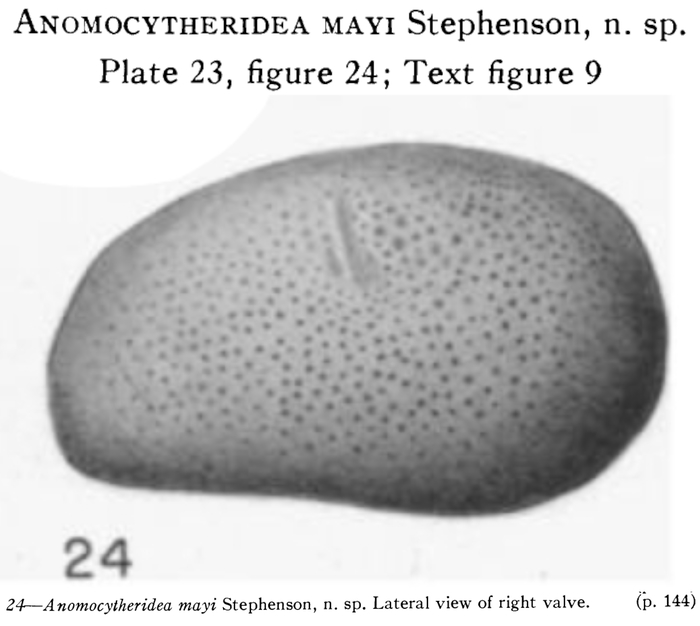 Anomocytheridea mayi Stephenson, 1938 from the original description