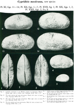 Cyprideis mexicana Sandberg, 1964 from the original description
