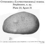 Cytheridea (Leptocythere) nodosa Stephenson, 1938 from the original description
