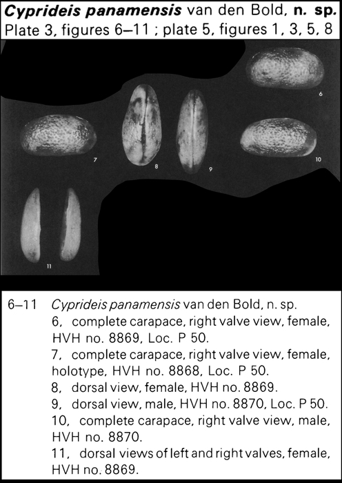 Cyprideis panamensis Bold, 1973 from the original description