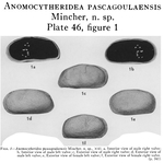 Anomocytheridea pascagoulaensis Mincher, 1941 from the original description