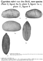 Cyprideis rohri Bold, 1963 from the original description