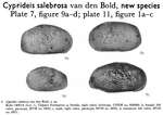 Cyprideis salebrosa Bold, 1963 from the original description