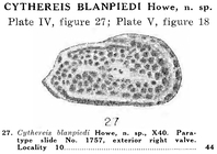 Cythereis blanpiedi Howe & Law, 1936 from the original description