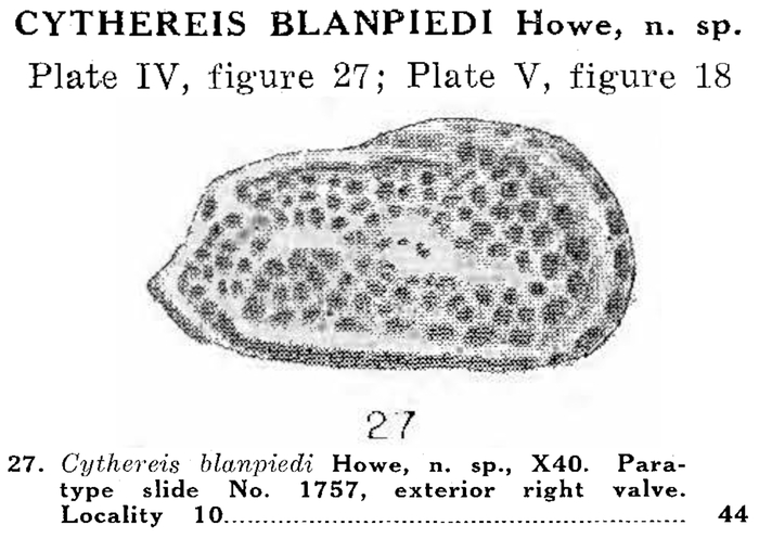 Cythereis blanpiedi Howe &amp; Law, 1936 from the original description