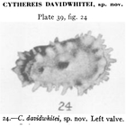 Cythereis davidwhitei Stadnichenko, 1927 from the original description