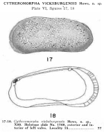 Cytheromorpha vicksburgensis Howe in Howe & Law, 1936