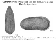 Cytheromorpha protapheles Bold, 1963 from the original description