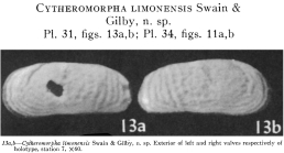 Cytheromorpha limonensis Swain & Gilby, 1967 from the original description