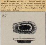 Cytherina edwardsii Roemer, 1838 from the original description