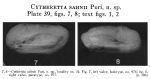 Cytheretta sahnii Puri, 1952 from the original description