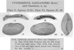 Cytheretta alexanderi Howe & Chambers, 1935 from the original description