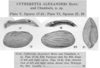 Cytheretta alexanderi Howe & Chambers, 1935 from the original description