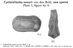 Cytherelloidea tewarii Bold, 1963 from the original description