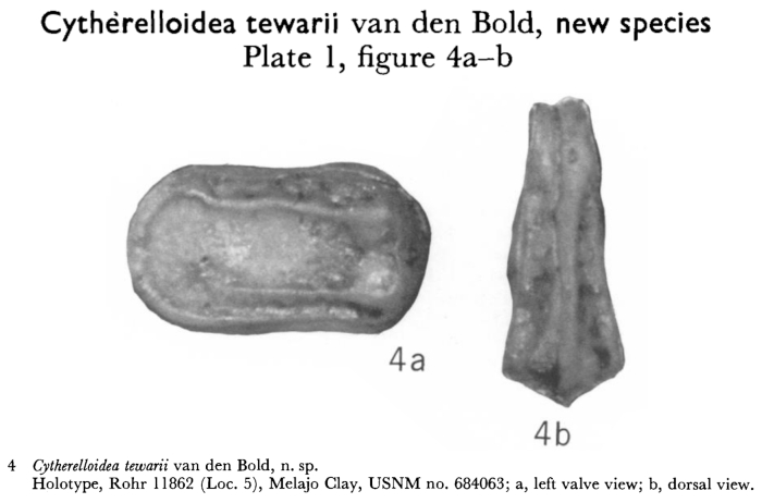 Cytherelloidea tewarii Bold, 1963 from the original description