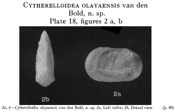 Cytherelloidea olayaensis Bold, 1950 from the original description