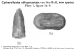 Cytherelloidea obliquecostata Bold, 1963 from the original description