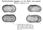 Cytherelloidea impages Bold, 1966 from the original description