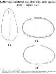 Cytherella stainforthi Bold, 1960 from the original description