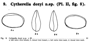 Cytherella dozyi Bold, 1946 from the original description