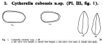 Caribbean Ostracoda