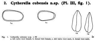Cytherella cubensis Bold, 1946 from the original description
