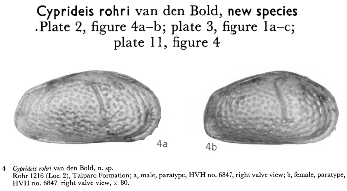 Cyprideis rohri Bold, 1963 from the original description