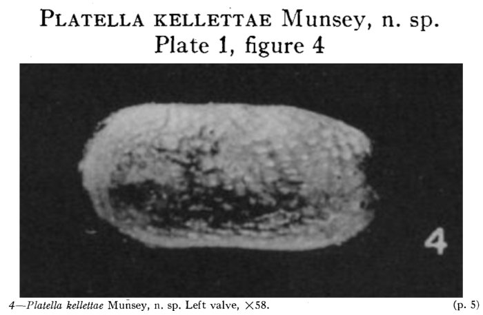 Platella kellettae Munsey, 1953 from the original description