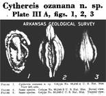 Cythereis ozanana Israelsky, 1929 from the original description