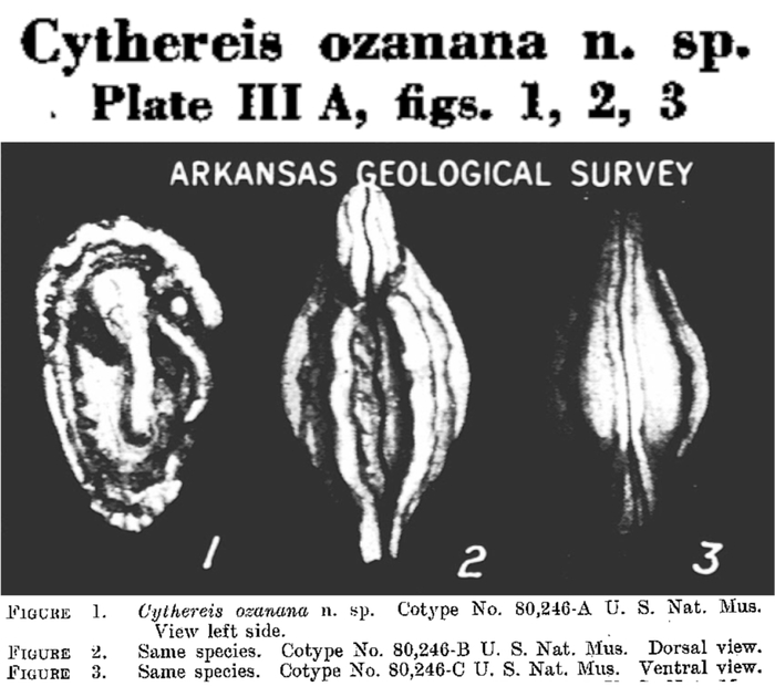 Cythereis ozanana Israelsky, 1929 from the original description