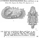 Caribbean Ostracoda