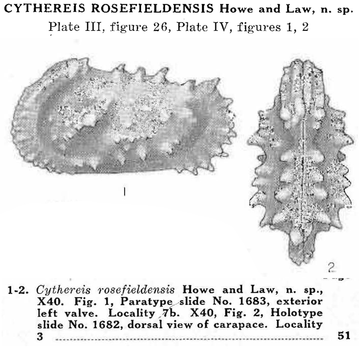Cythereis rosefieldensis Howe &amp; Law, 1936 from the original description