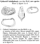 Cythereis trinidadensis Bold, 1957 from the original description