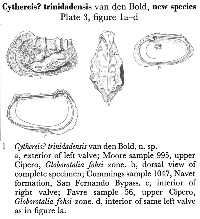 Cythereis trinidadensis Bold, 1957 from the original description