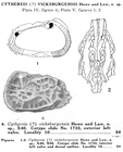 Cythereis vicksburgensis Howe & Law, 1936 from the original description