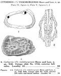 Cythereis vicksburgensis Howe & Law, 1936 from the original description