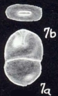 Entolingulina caledoniaensis McCulloch, 1981