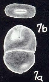 Entolingulina caledoniaensis McCulloch, 1981
