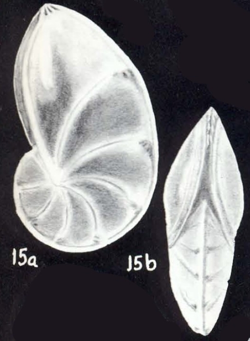 "Robulus" (?) virginiae McCulloch, 1981