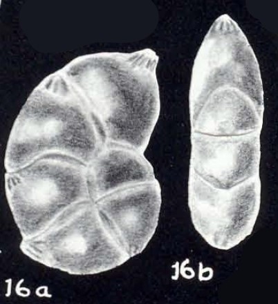 Neolenticulina (?) margaritiana McCulloch, 1981