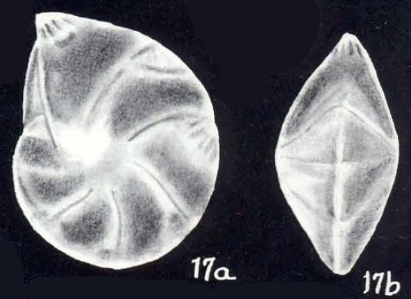 "Robulus" (?) lavelaensis McCulloch, 1981