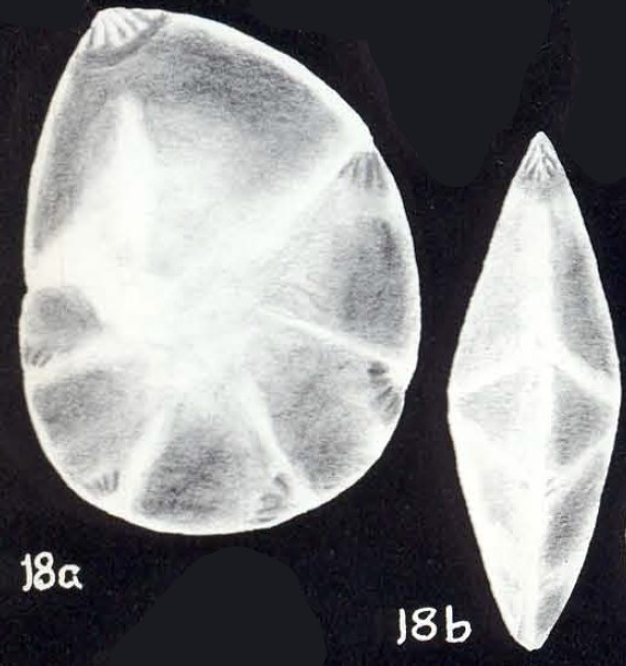 "Robulus" convergiformis McCulloch, 1981