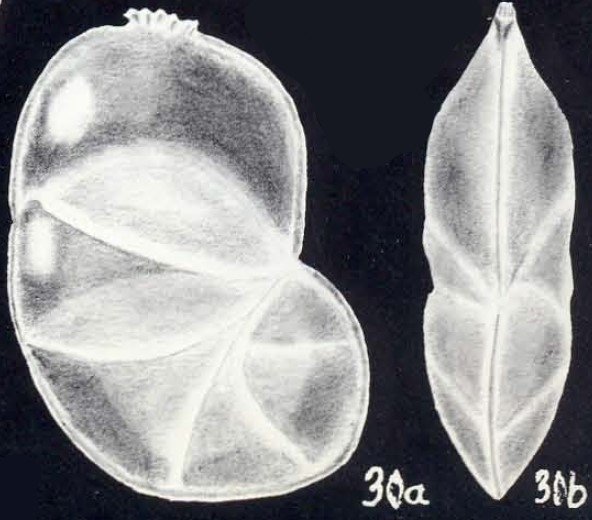 Neolenticulina planiformis McCulloch, 1981