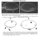 Kornickeria louisi Cohen & Morin, 1993 from original description