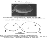 Kornickeria marleyi Cohen & Morin, 1993 from original description